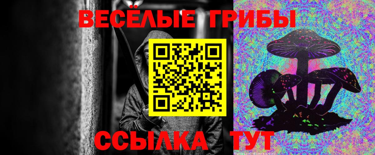 Галлюциногенные грибы Psilocybe Апатиты